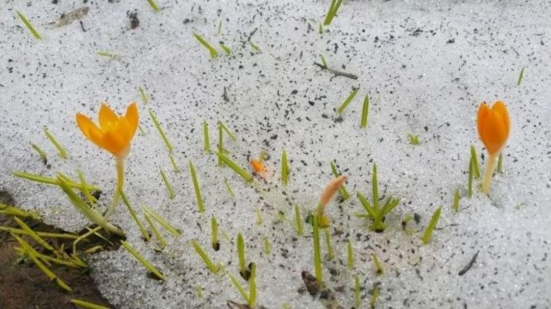 Uludağ&rsquo;da &Ccedil;i&ccedil;ekler Kar Dinlemedi