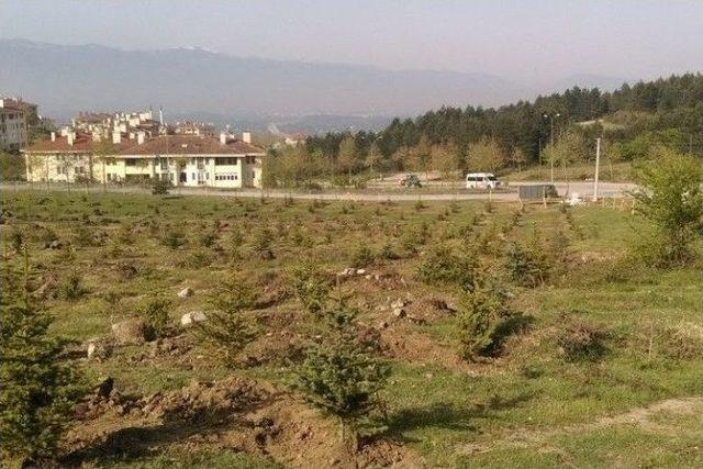 Düzce’de Başbakan Adına Hatıra Ormanı Oluşturuldu