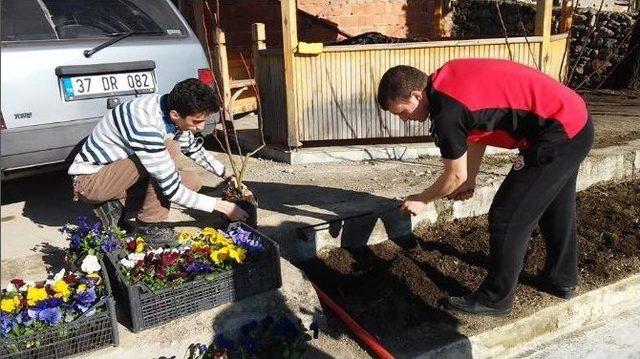 Küre’de Hükümet Konağında Kış Laleleri Baharı Müjdeliyor