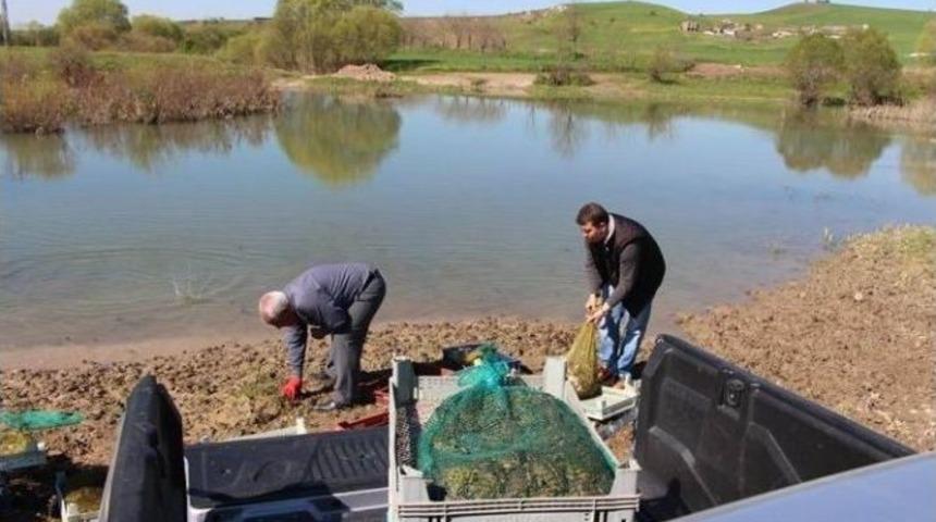 &lsquo;kurbağacılara&rsquo; Rekor Ceza