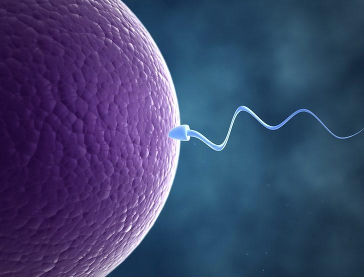  Farelerde kök hücreden sperm yapıldı