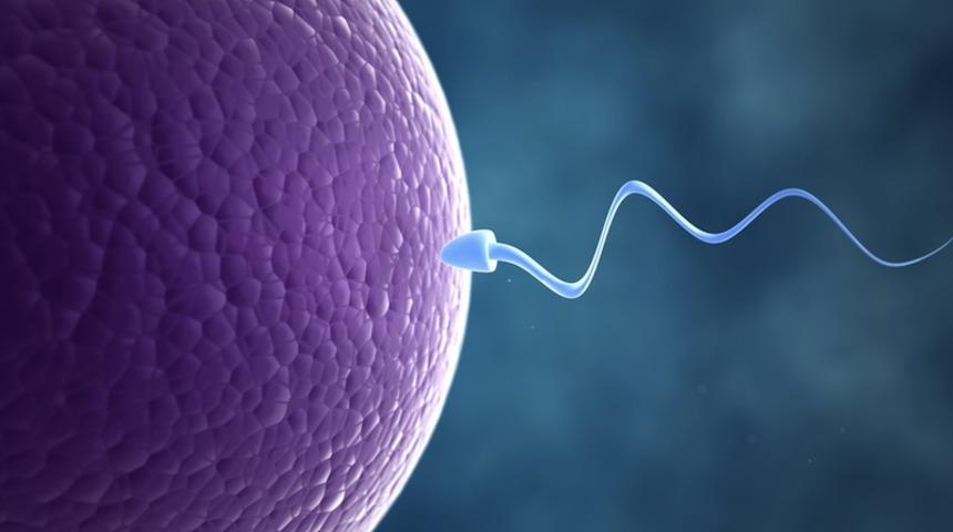  Farelerde k&ouml;k h&uuml;creden sperm yapıldı