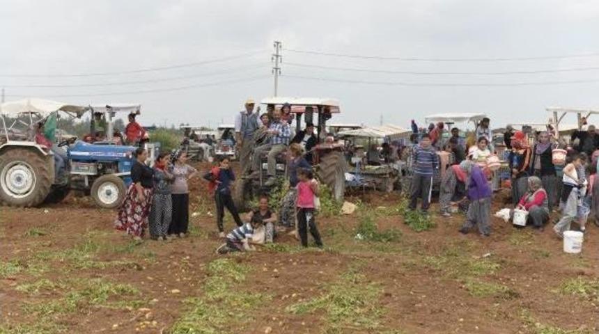 Adana'da Dar Gelirli Vatandaşlar Patates Tarlasına Koştu