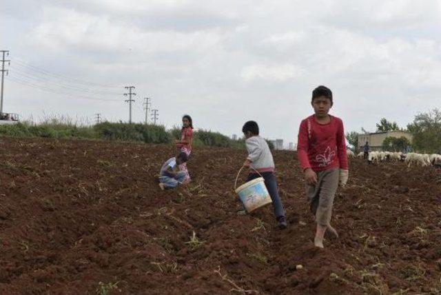 Adana'da Dar Gelirli Vatandaşlar Patates Tarlasına Koştu