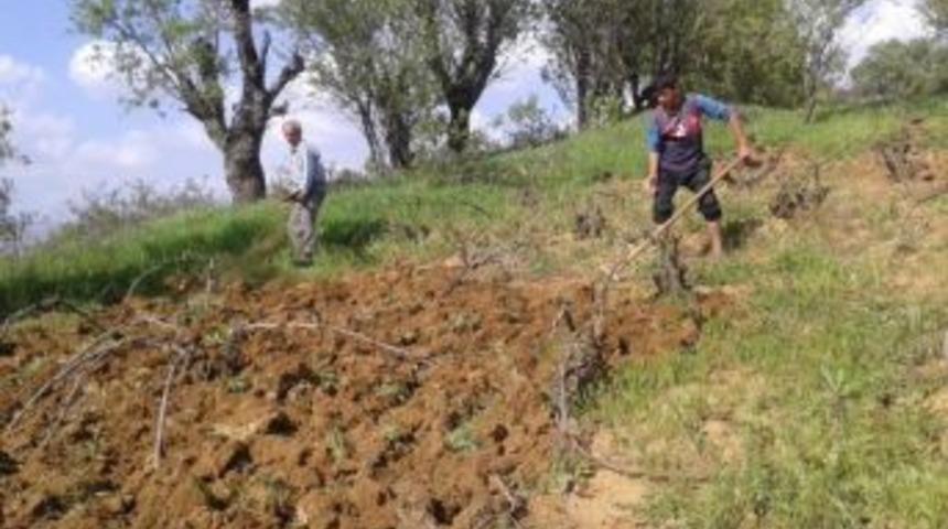 Kulp&rsquo;ta Bağ Belleme D&ouml;nemi Başladı