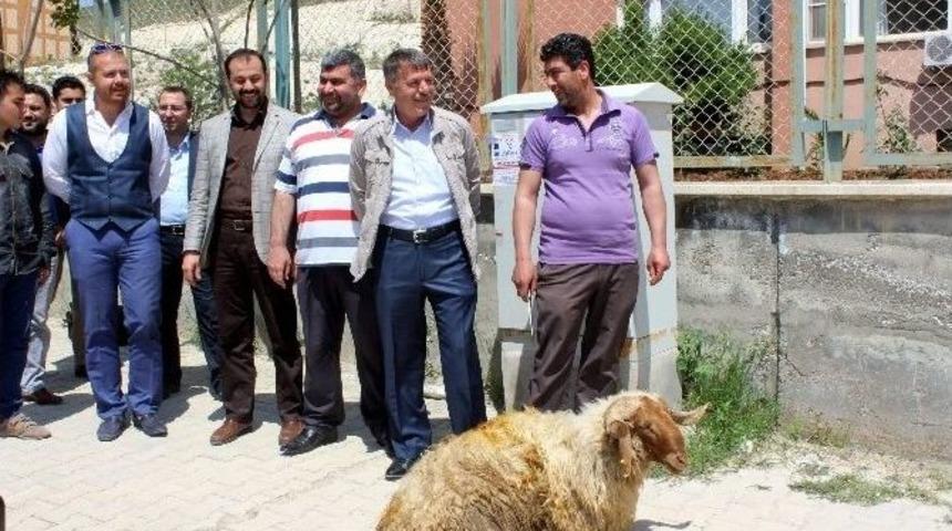 Edaş M&uuml;d&uuml;r&uuml;n&uuml;n Tayinini Kurban Keserek Kutladılar