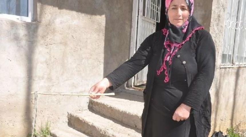 Evlerini Yılanlar Istila Etti