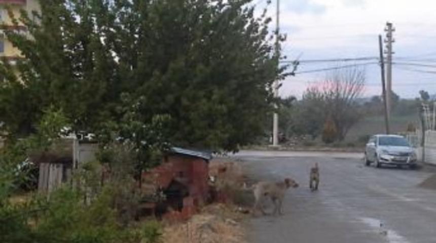 Selendi&rsquo;de Sokak K&ouml;pekleri Korku Sa&ccedil;ıyor