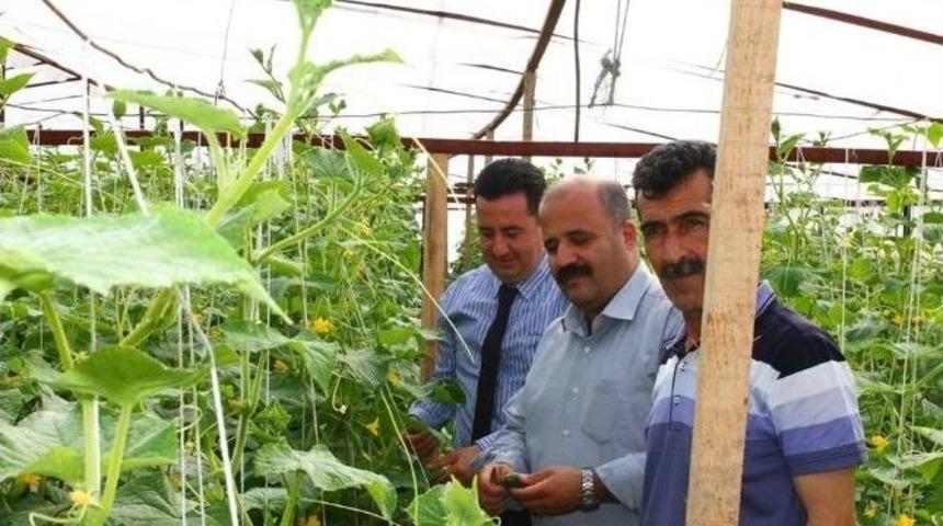 İl&ccedil;e Tarım M&uuml;d&uuml;rl&uuml;ğ&uuml; Seralarda İncelemelerde Bulundu