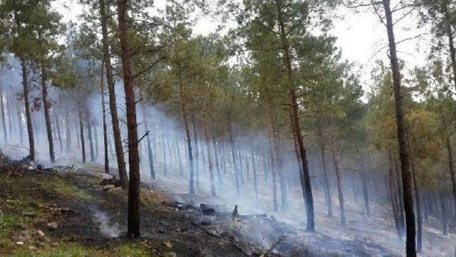 Bayramiç te 1 Hektarlık Ormanlık Alan Yandı 1