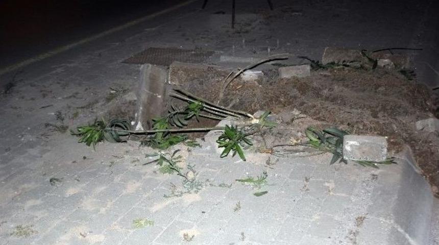 İzmir&rsquo;de Tramvay Hattı İ&ccedil;in Y&uuml;zlerce Ağa&ccedil; Kesildi