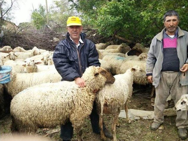 Malkara’da Küçükbaş Hayvanlar Aşılandı