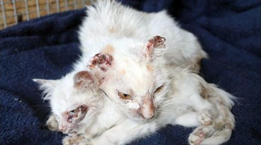 Muğla&rsquo;da Kulakları Kesilmiş 2 Kedi Bulundu