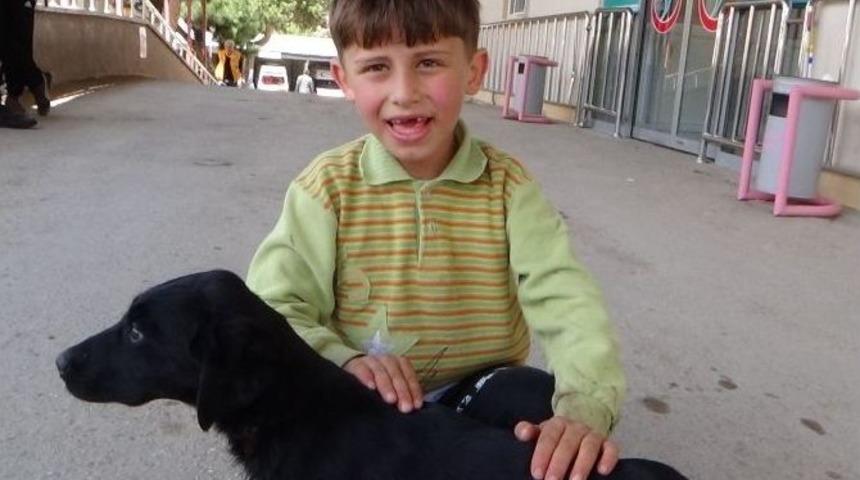 Yaralı K&ouml;peği Acil Servise Getirdi