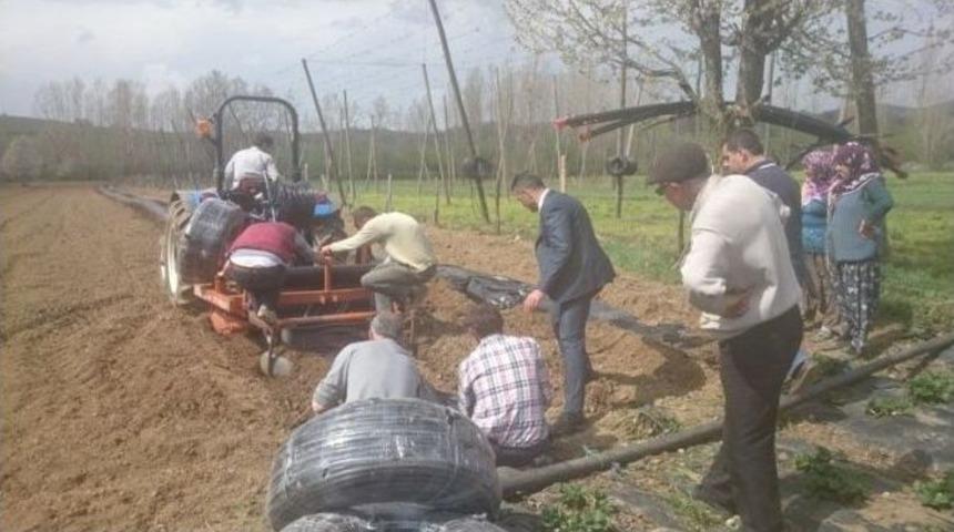 Pazaryeri&rsquo;nde &Ccedil;ilek Bah&ccedil;elerinde &Ccedil;alışmalara Başlanıldı