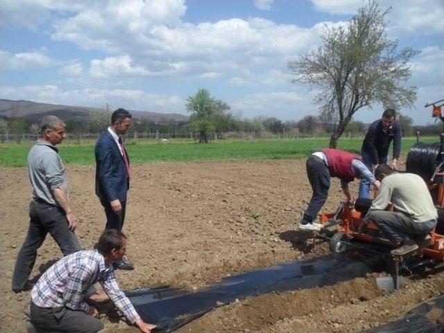 Pazaryeri’nde Çilek Bahçelerinde Çalışmalara Başlanıldı