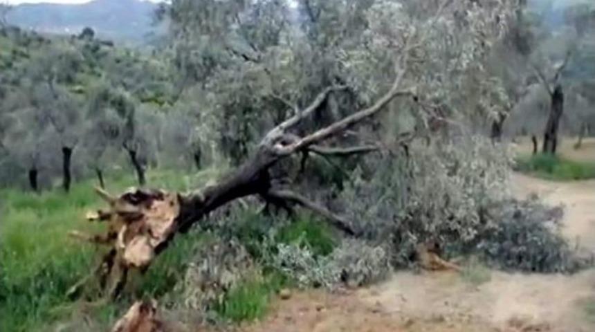 Dr. Aydın: &ldquo;&ouml;l&uuml;ms&uuml;z Ağa&ccedil;lara Ve Yaşama Yapılan M&uuml;dahaleleri Kınıyoruz&rlm;&rdquo;
