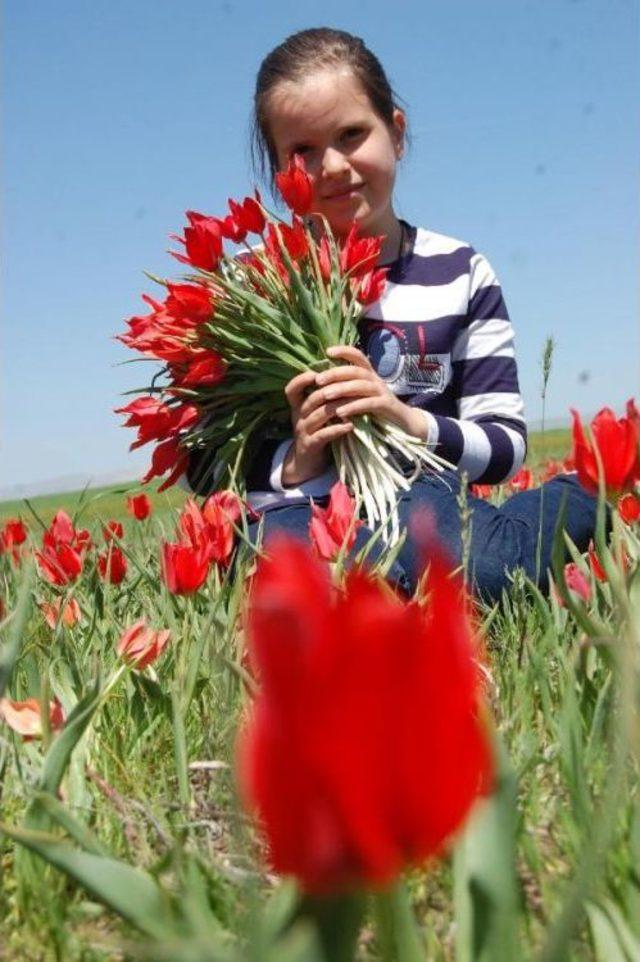 Muş ta 2 nci Lale Festivali 2