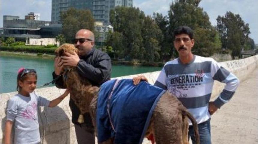 Seyyar Fotoğraf&ccedil;ı Suriye'den 'yavru Deve' Getirdi