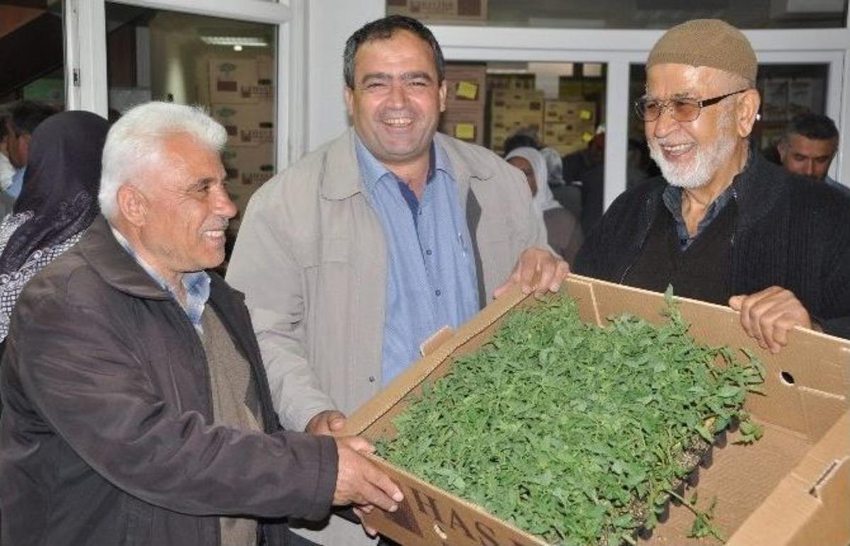 Ziraat Odası &Ccedil;ift&ccedil;ilere 500 Bin Fide Dağıttı