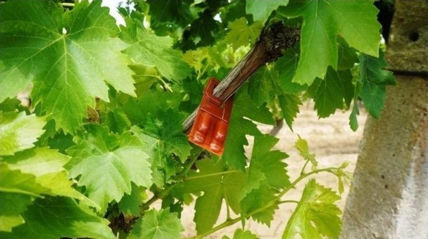 Salkım G&uuml;vesine Karşı &rsquo;japon Tuzağı&rsquo;