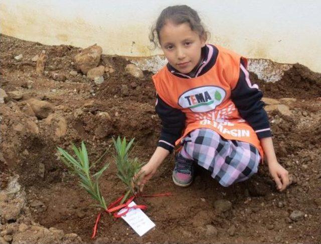 Öğrenciler Okul Bahçesine Fidan Dikti