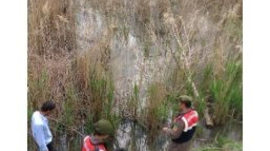 Ereğli’deki Sulama Kanalında Balıklar Ölü Bulundu