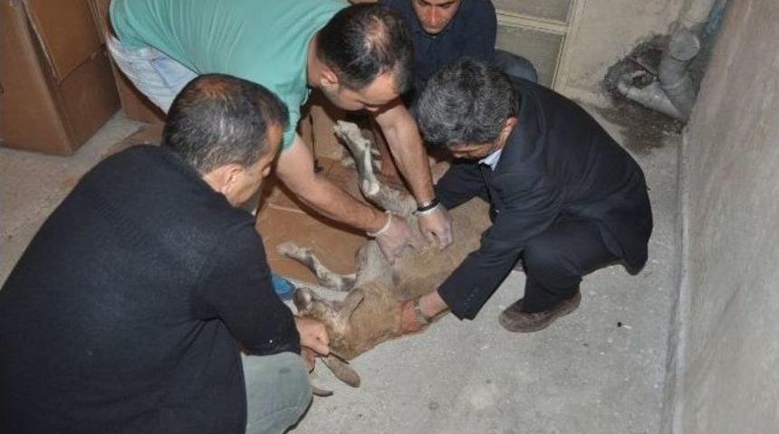 Tedavi Edilen Dağ Ke&ccedil;isi Doğaya Bırakıldı