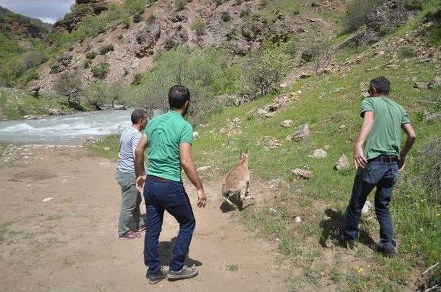 Tedavi Edilen Dağ Keçisi Doğaya Bırakıldı