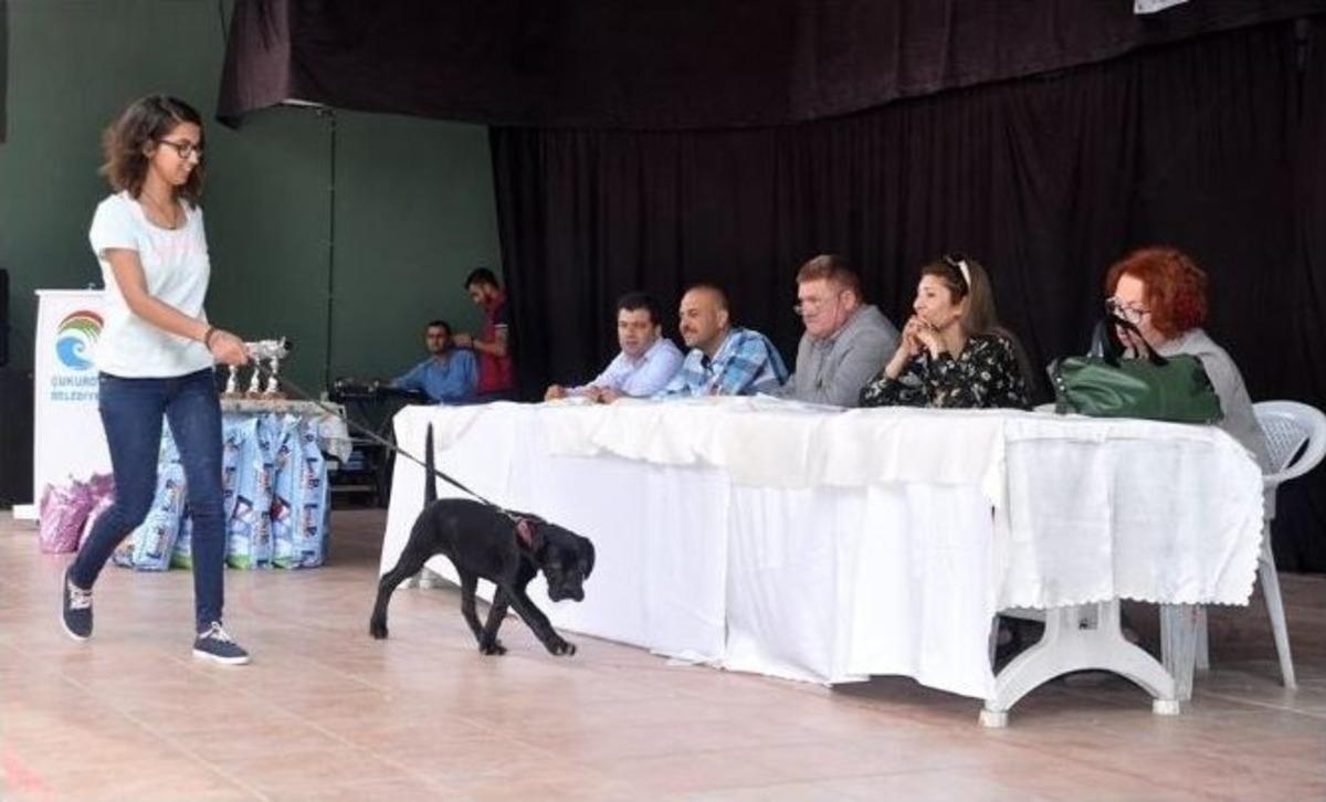 &Ccedil;ukurova&rsquo;da En G&uuml;zel K&ouml;pek Yarışması