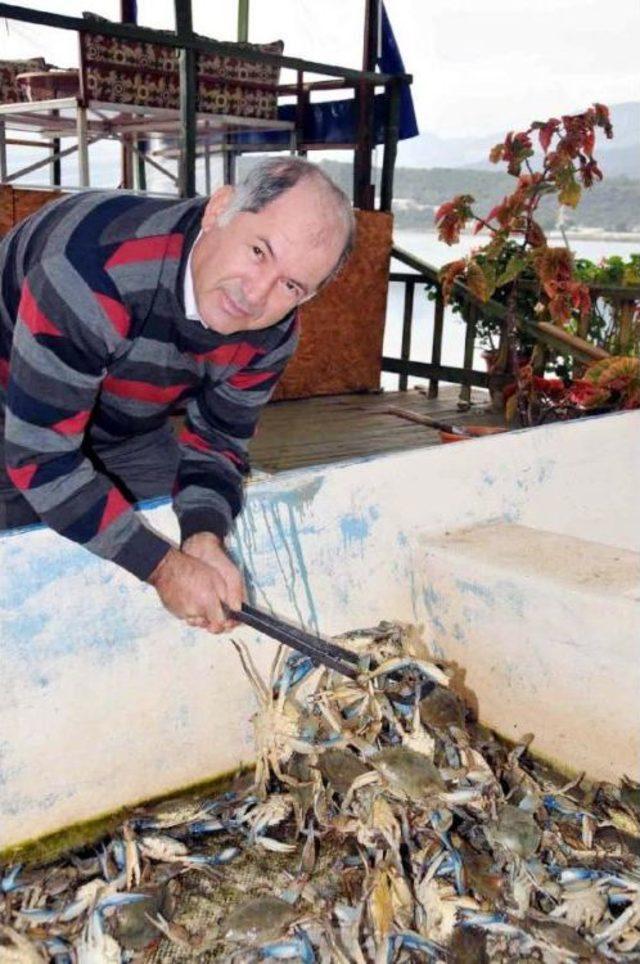  puretein Deposu  Mavi Yenge&ccedil; Ilgi G&ouml;r&uuml;yor 1