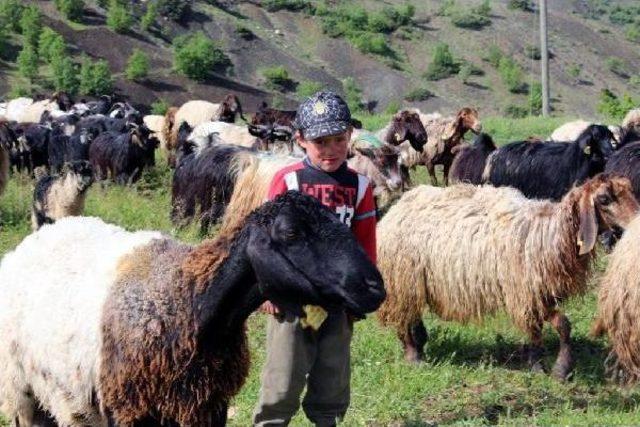 Göçlerler Yayla Yolunda