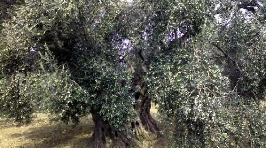 Tariş'ten 100'&uuml;nc&uuml; Yıla &Ouml;zel 'asırlık' Yağ