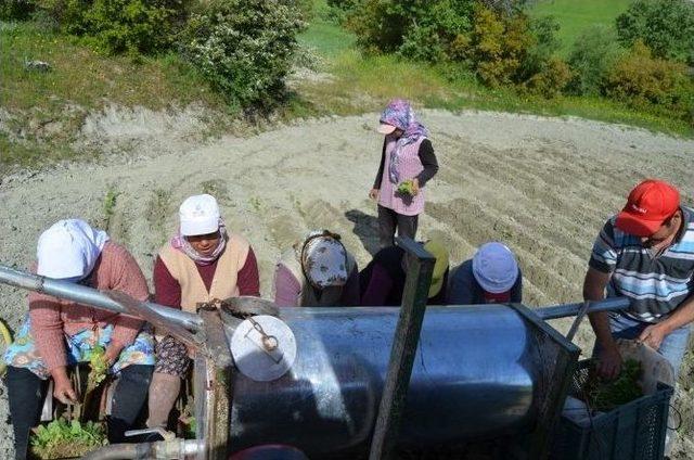 Selendi’de Tütün Üreticisinin Tatlı Çilesi Başladı