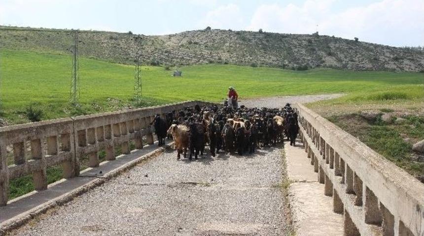 Kilis&rsquo;te Hayvanlar İ&ccedil;erisinde En Fazla Koyun Bulunuyor