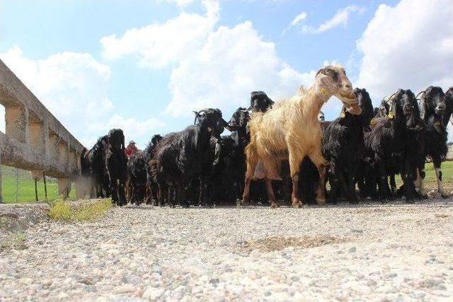 Kilis’te Hayvanlar İçerisinde En Fazla Koyun Bulunuyor