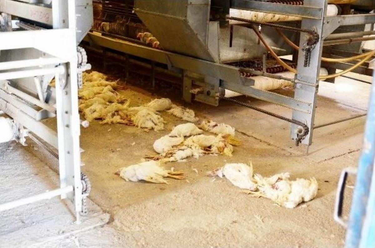 Kanatlı Hayvanlar Kuş Gribinden &Ouml;lmeye Devam Ediyor