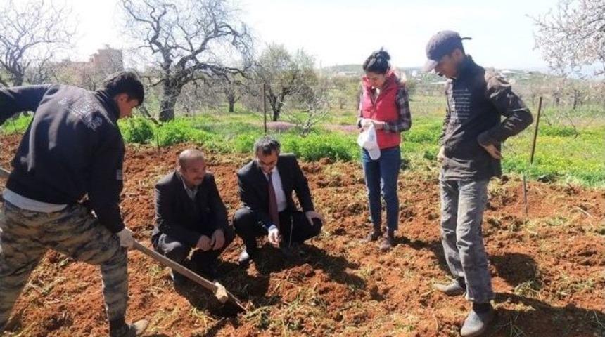 Fıstık Verimini Arttırmak İ&ccedil;in B&ouml;cek Tuzakları Kuruldu