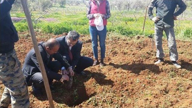 Fıstık Verimini Arttırmak İçin Böcek Tuzakları Kuruldu