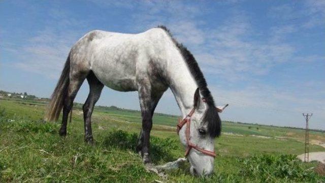 Edirne Valiliği, Başıboş Atlar I&ccedil;in Aylık 5 Bin Liraya &Ccedil;oban Tuttu 1