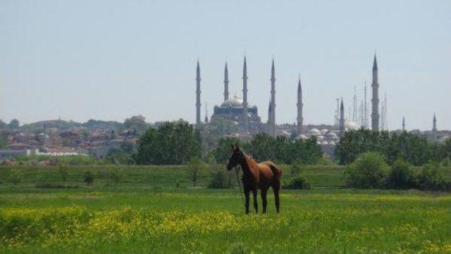 Edirne Valiliği, Başıboş Atlar I&ccedil;in Aylık 5 Bin Liraya &Ccedil;oban Tuttu 2