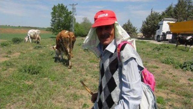 Edirne Valiliği, Başıboş Atlar I&ccedil;in Aylık 5 Bin Liraya &Ccedil;oban Tuttu 3