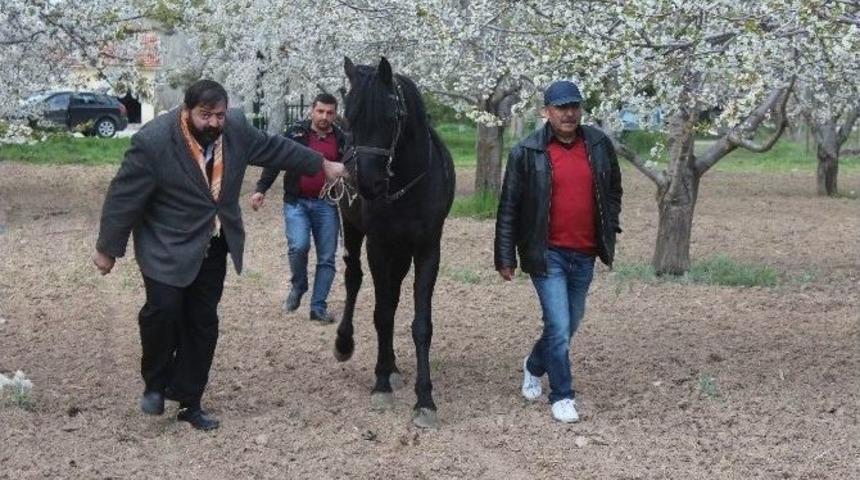 Beyşehir&rsquo;de Rahvan Atlar Kapalı Mekanlarından &Ccedil;ıktı