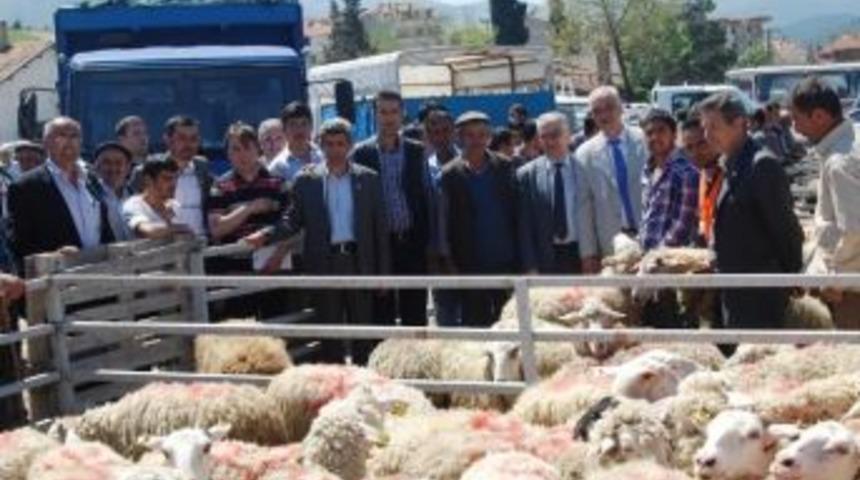 Orhanelili &Ccedil;ift&ccedil;ilere &Uuml;cretsiz Koyun Dağıtıldı