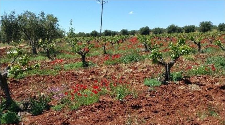 Kadıoğlu, &Uuml;z&uuml;m &Uuml;reticilerini Ziyaret Etti