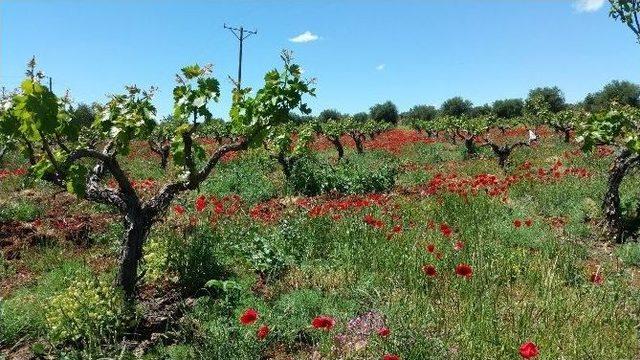 Kadıoğlu, &Uuml;z&uuml;m &Uuml;reticilerini Ziyaret Etti 1