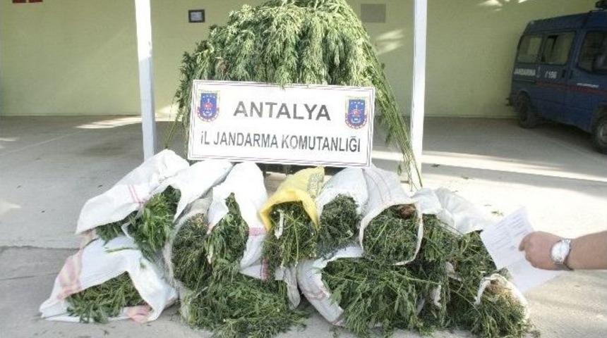 Domates Serasında 1 Milyon Tl Değerinde Esrar Ele Ge&ccedil;irildi