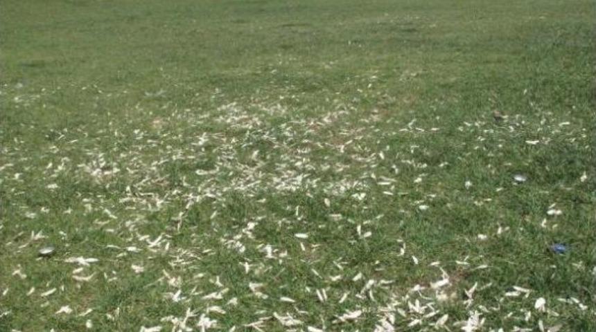 Kordon'da &Ccedil;ekirdek Kirliliği