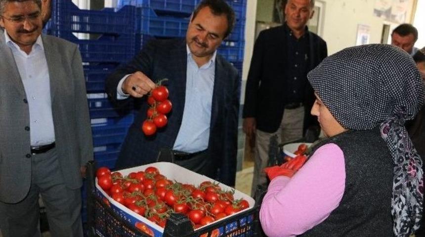 Samani, Soğuk Hava Deposu A&ccedil;tı