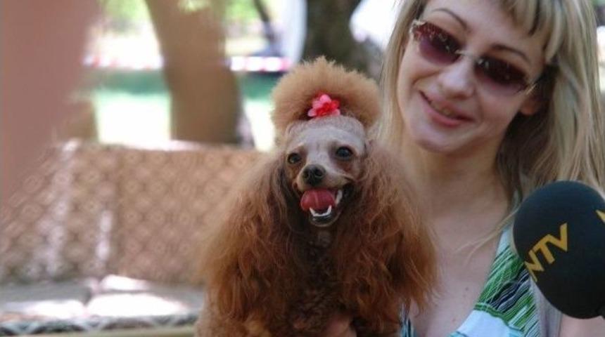 K&ouml;pekler Podyuma &Ccedil;ıkacak, Geliri Barınağa Kalacak